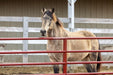 Gates - Behlen Country AgStar Gate - Behlen Country