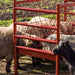 Livestock Feeders - Behlen Country ArmorGuard All - in - One Feed Station - Behlen Country