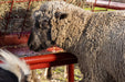 Livestock Feeders - Behlen Country ArmorGuard All - in - One Feed Station - Behlen Country