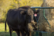 Bale Feeders - Behlen Country Big Valley Bale Feeder - Behlen Country
