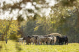 Bale Feeders - Behlen Country Big Valley Bale Feeder - Behlen Country