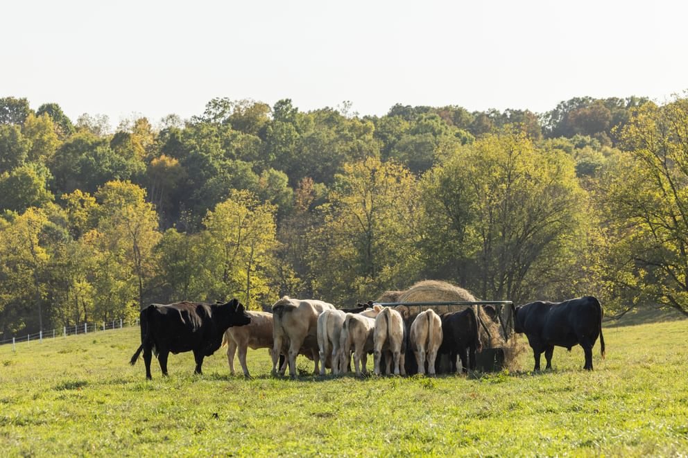 Bale Feeders - Behlen Country Big Valley Bale Feeder - Behlen Country
