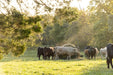 Bale Feeders - Behlen Country Big Valley Bale Feeder - Behlen Country