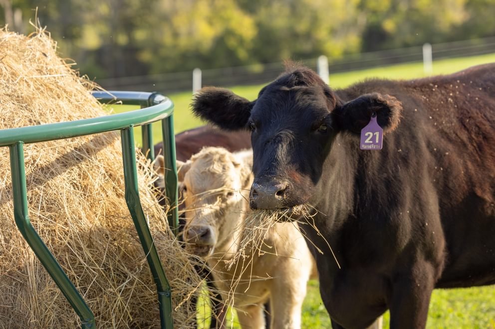 Bale Feeders - Behlen Country Big Valley Bale Feeder - Behlen Country