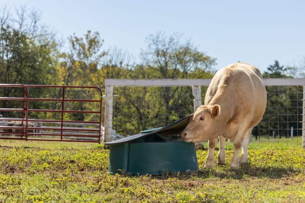 Mineral Feeders - Behlen Country Big Valley Mineral Feeder - Behlen Country