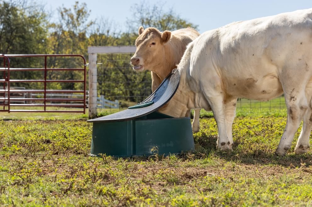 Mineral Feeders - Behlen Country Big Valley Mineral Feeder - Behlen Country