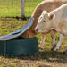 Mineral Feeders - Behlen Country Big Valley Mineral Feeder - Behlen Country