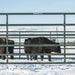 Panels & Walk Throughs - Behlen Country Big Valley Panels - Behlen Country