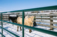 Panels & Walk Throughs - Behlen Country Big Valley Panels - Behlen Country
