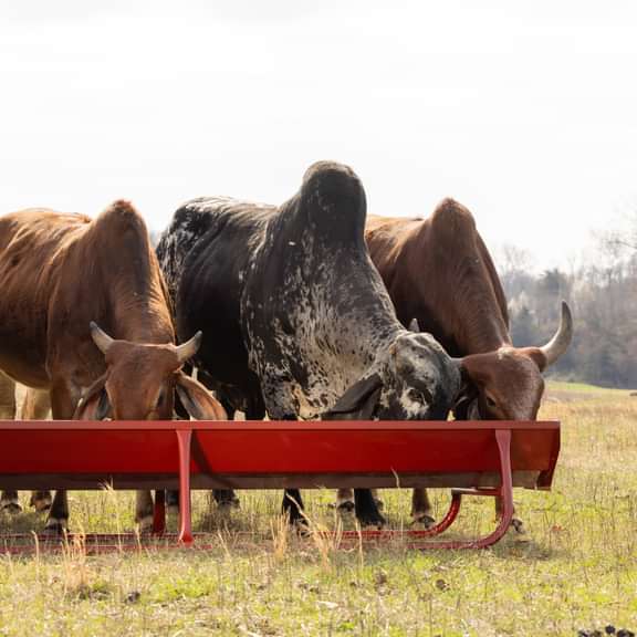 Bunk Feeders - Behlen Country Bighorn Bunk Feeder - Behlen Country