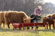 Bunk Feeders - Behlen Country Bighorn Bunk Feeder - Behlen Country
