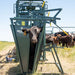 Calf Table - Behlen Country Calf Table with Headgate - Behlen Country