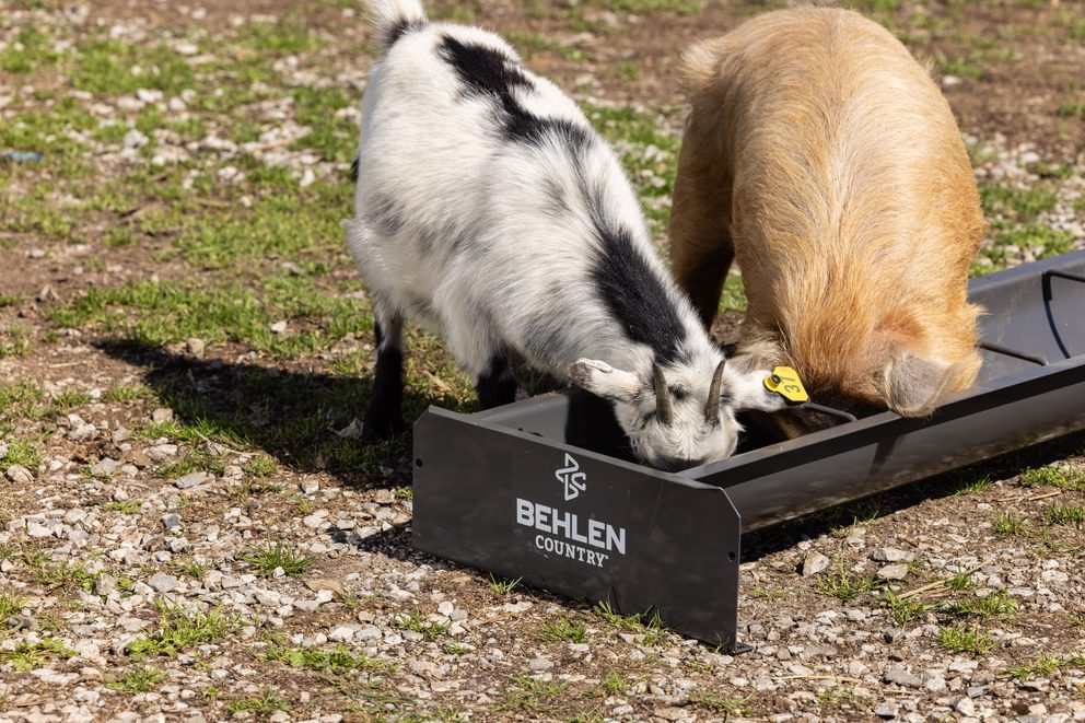 Livestock Feeders - Behlen Country Classic Mini Small Animal Feed Trough - Behlen Country