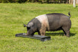 Livestock Feeders - Behlen Country Classic Mini Small Animal Feed Trough - Behlen Country