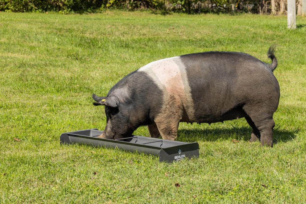 Livestock Feeders - Behlen Country Classic Mini Small Animal Feed Trough - Behlen Country