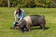 Livestock Feeders - Behlen Country Classic Mini Small Animal Feed Trough - Behlen Country