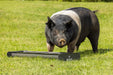 Livestock Feeders - Behlen Country Classic Mini Small Animal Feed Trough - Behlen Country