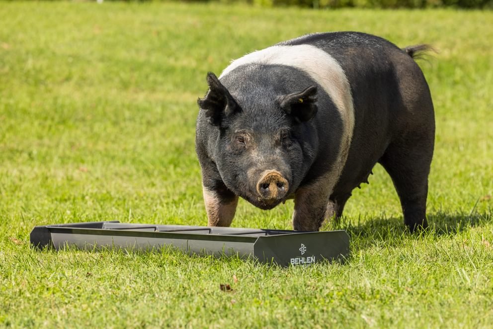 Livestock Feeders - Behlen Country Classic Mini Small Animal Feed Trough - Behlen Country