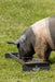 Livestock Feeders - Behlen Country Classic Mini Small Animal Feed Trough - Behlen Country