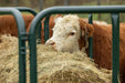 Bale Feeders - Behlen Country DuraBale Feeder - Behlen Country