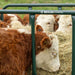 Bale Feeders - Behlen Country DuraBale Feeder - Behlen Country