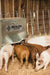 Livestock Feeders - Behlen Country Easy - Feed Feeder - Behlen Country