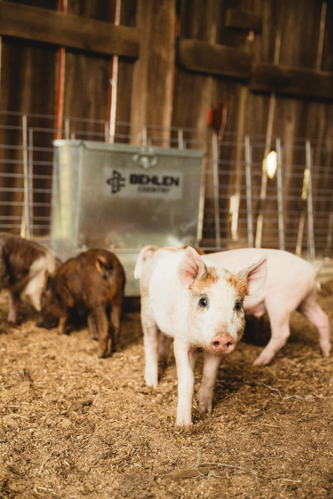 Livestock Feeders - Behlen Country Easy - Feed Feeder - Behlen Country