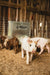 Livestock Feeders - Behlen Country Easy - Feed Feeder - Behlen Country