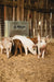 Livestock Feeders - Behlen Country Easy - Feed Feeder - Behlen Country