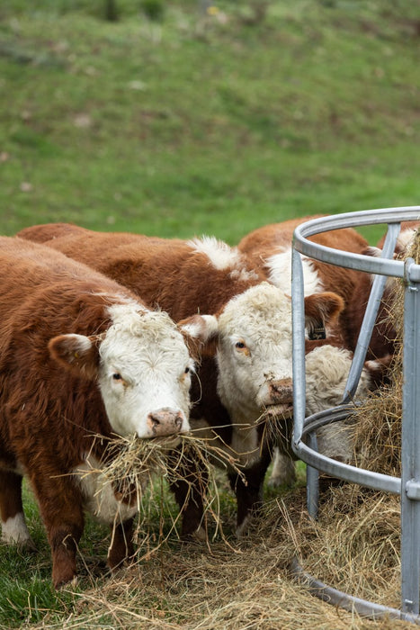 Bale Feeders - Behlen Country EcoSmart Round Bale Feeder - Behlen Country