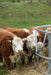Bale Feeders - Behlen Country EcoSmart Round Bale Feeder - Behlen Country