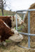 Bale Feeders - Behlen Country EcoSmart Round Bale Feeder - Behlen Country