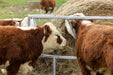 Bale Feeders - Behlen Country EcoSmart Round Bale Feeder - Behlen Country