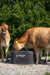 Waterers - Behlen Country Energy - Free HydroStation - Behlen Country