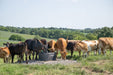 Waterers - Behlen Country Energy - Free HydroStation - Behlen Country