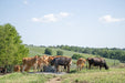 Waterers - Behlen Country Energy - Free HydroStation - Behlen Country