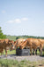 Waterers - Behlen Country Energy - Free HydroStation - Behlen Country