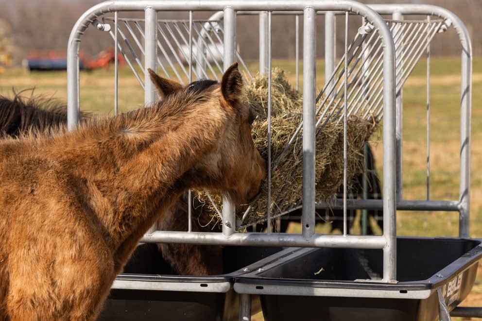Horse Feeders - Behlen Country Equine Ace Horse Feeder - Behlen Country