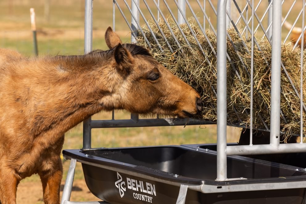 Horse Feeders - Behlen Country Equine Ace Horse Feeder - Behlen Country