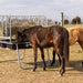 Horse Feeders - Behlen Country Equine Ace Horse Feeder - Behlen Country