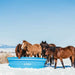 Waterers - Behlen Country Farm Flex Round Tanks - Behlen Country
