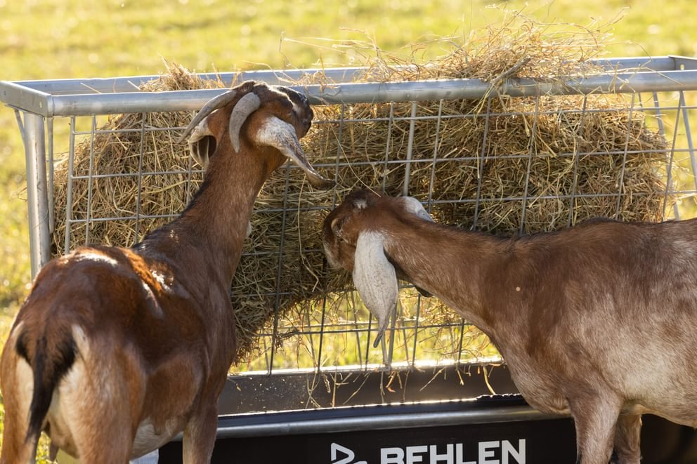 Livestock Feeders - Behlen Country Foreman Pro All - In - One Feed Station - Behlen Country