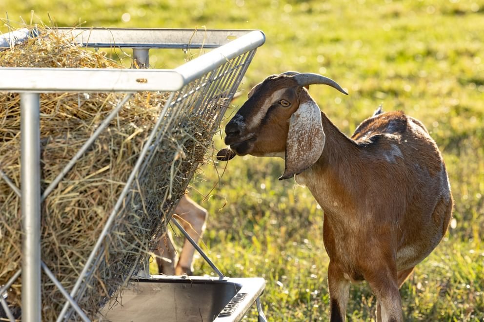 Livestock Feeders - Behlen Country Foreman Pro All - In - One Feed Station - Behlen Country