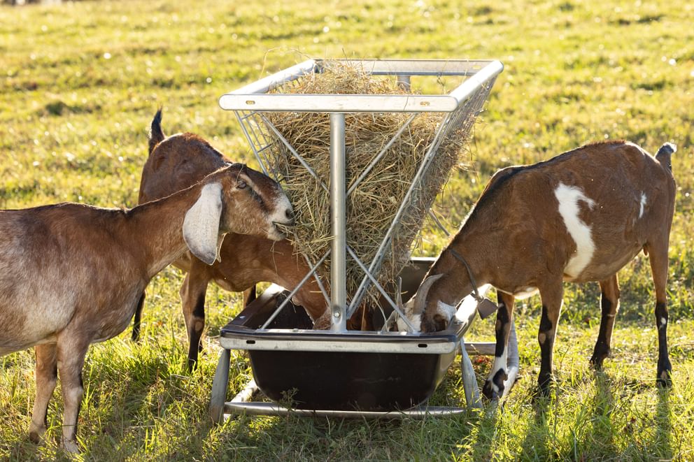 Livestock Feeders - Behlen Country Foreman Pro All - In - One Feed Station - Behlen Country