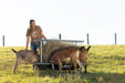 Livestock Feeders - Behlen Country Foreman Pro All - In - One Feed Station - Behlen Country
