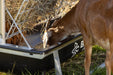 Livestock Feeders - Behlen Country Foreman Pro All - In - One Feed Station - Behlen Country