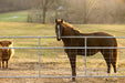 Gates - Behlen Country Homesteader Gate - Behlen Country