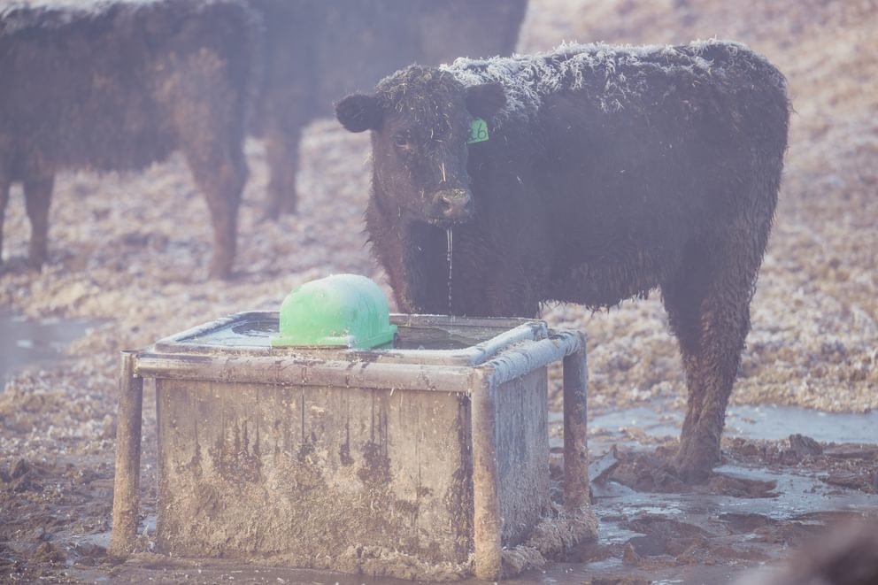 Waterers - Behlen Country HydroStation Electric Waterers | AHW250 - Behlen Country