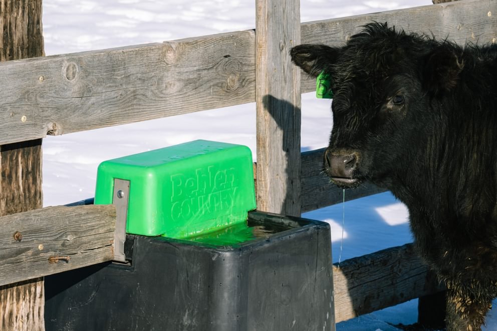 Waterers - Behlen Country HydroStation Electric Waterers | AHW80 - Behlen Country
