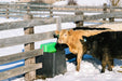 Waterers - Behlen Country HydroStation Electric Waterers | AHW80 - Behlen Country